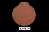 藏品(日月蛤)的圖片